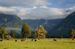Cattle grazing at the foot of mount tasman
