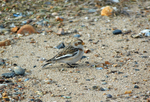 Snow Bunting