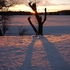 Forked Shadow
