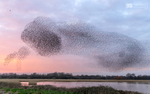 Starling Murmurations, Avalon Marshes_GS1122
