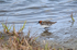 Red-necked Phalarope