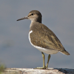 Common Sandpiper in the lagoon at Brownsea Island
