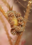 Doto fragilis