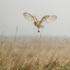 Foggy Morning Barn Owl SD2515