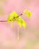Emerging Spring Foliage