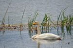 Whooper Swan