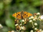 Comma