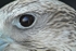 Gyr Falcon - close up