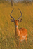 Impala