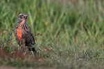 Long-tailed Meadowlark, front view, Carcass Island, Falklands