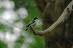 Pied Flycatcher