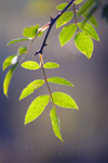 Green leaves with Backlight
