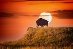 Buffalo on hill