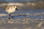 Sanderling low angle shot on the beach, Fort De Soto, Florida