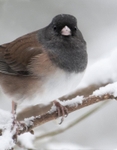 Dark-eyed Junco