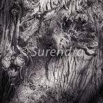 Bark # 20D