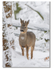 Roe Deer