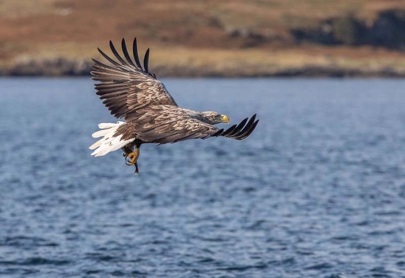 White Tailed Eagle - Isle of Mull - Scotland