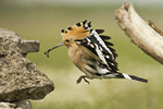 Hoopoe