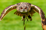 indian eagle owl bubo bengalensis-9613