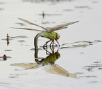Southern Hawker Dragonfly 2