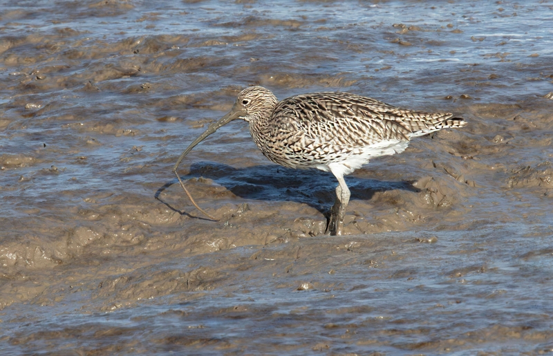 Eurasian Curlew - Dee Estuary - North Wales