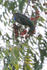 Turquoise Cotinga (female) feeding, Osa Peninsula, Costa Rica