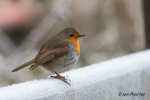 Robin on a frosty morning