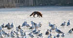 Fox on the rocks