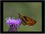 Large Skipper