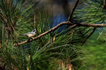 Black-throated Tit portfolio