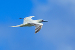 Red-footed Booby (adult) in flight, Kilauea Point, Kauai