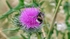 Thistle Bee 1895