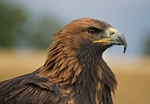 Golden Eagle