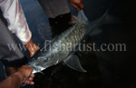 Mahseer Capture.