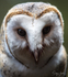Barn Owl 1