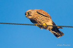 Kestrel in sunlight!