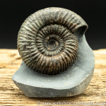 Sold amm1424 Catacoelo...