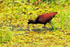Northern Jacana (adult), Cano Negro, Costa Rica