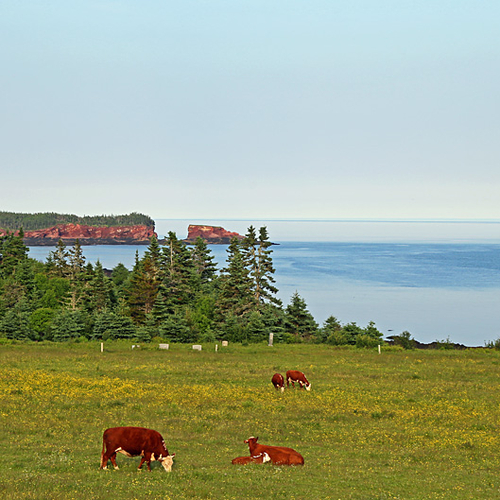 Cows graze while rock formations carved over centuries by the highest, most forceful tides in the world set the backd…