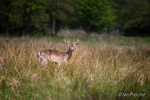 Fallow Deer in the Meadow