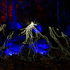 The Enchanted Forest