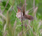 Cetti'sWarbler