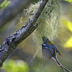Northern Parula - Nest Building - Usnea
