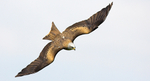 Black Kite 2