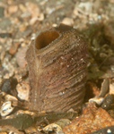 Mya arenaria