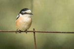 Masked Shrike m
