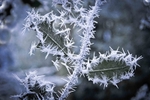 Frosty Holly