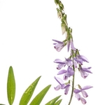 Goat's Rue (Galega officinalis) MYN