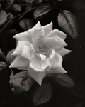 Black and White Still Life of a Rose